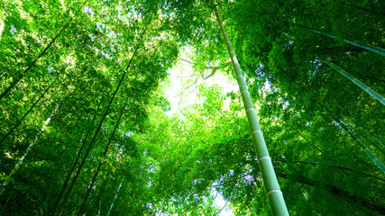 bamboo(Bamboo of Japan)