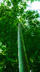 Fototapeta premium bamboo(Bamboo of Japan)