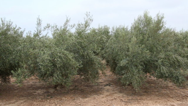 Olive Orchard With Unripe Olives
