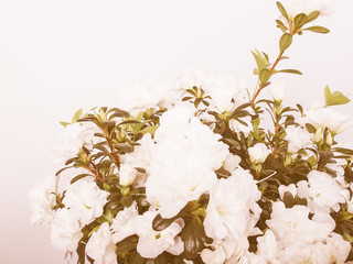 Retro looking White Azalea flower