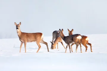 Poster Roe deer group in winter in a sunny day. © sindler1