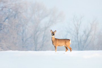 Deer in winter in a sunny day.