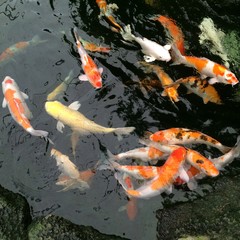 Fancy koi fish