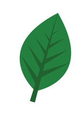 Green leaf