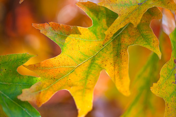 Fototapeta na wymiar Amazing Colorful Autumn leaves background, soft focus, fall