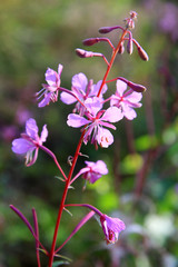 Fireweed or Chamerion angustifolium 