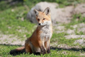 petit renard roux