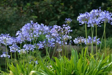 Agapanthes bleues , Trégor, Bretagne © aquaphoto