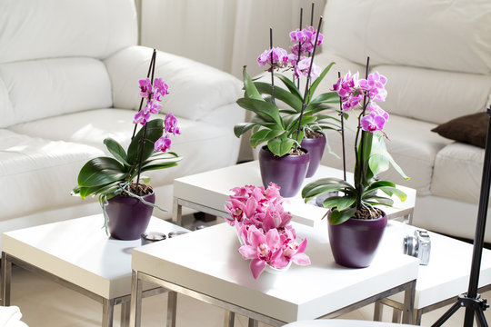 Growing pink orchid with petals arrangment in interior