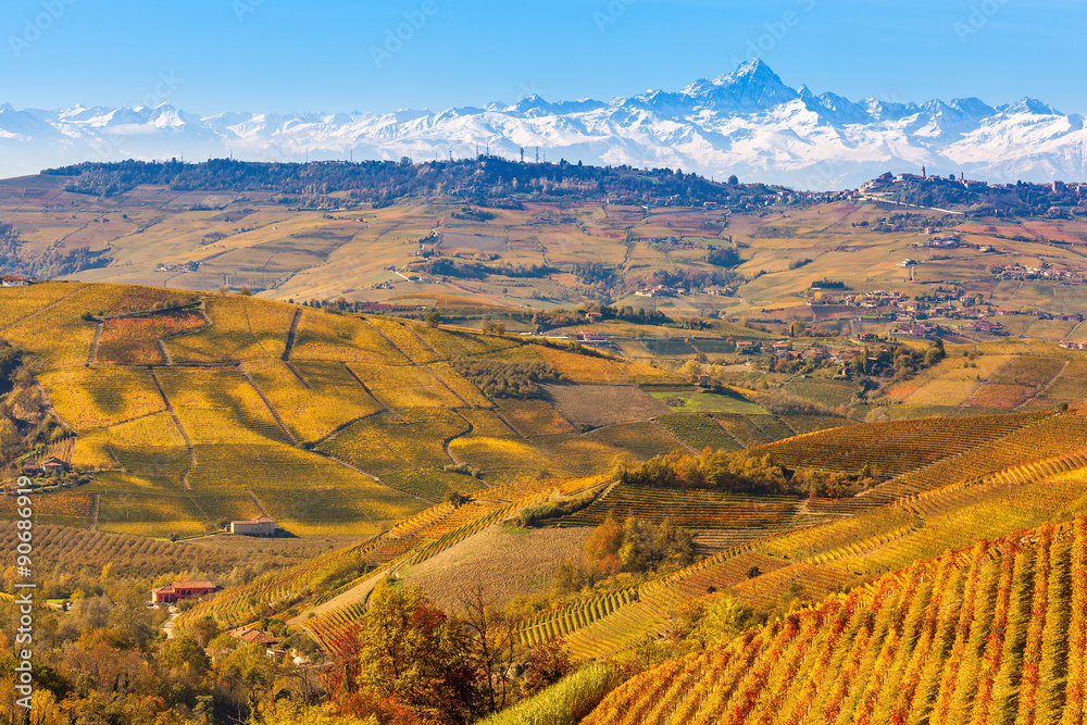 Wall mural autumnal vineyards and alps in piedmont, italy.