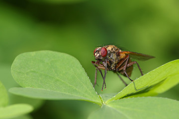 Common fly on a leaf