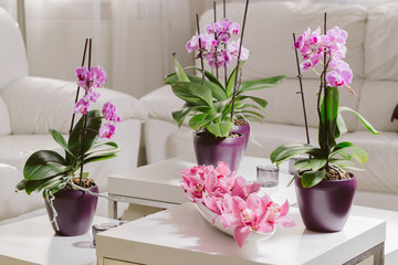 Growing pink orchid with petals arrangment in interior