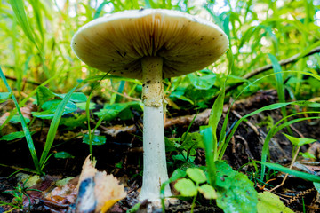 mushroom in the forest