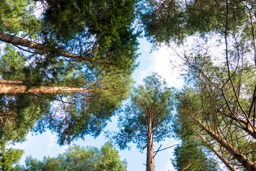 Green forest. Tree with green Leaves . Bottom view background