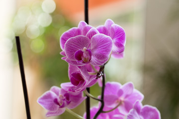 Pink orchid growing in the interior