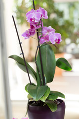 Pink orchid growing in the interior