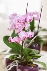 Pink orchid growing at interior