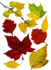 Увядающие осенние листья на белом фоне.