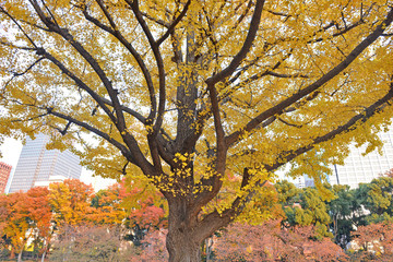 Ginkgo trees in golden yellow colors