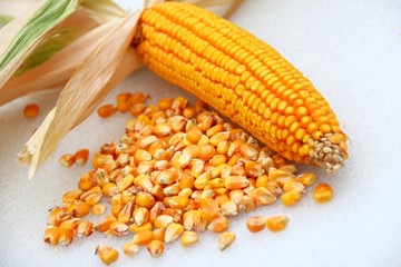 maiskolben und maiskörner