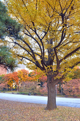 Naklejka premium Ginkgo trees in golden yellow colors