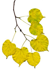 Obraz premium Ветка берёзы с жёлтыми (осенними) листьями на белом фоне.
