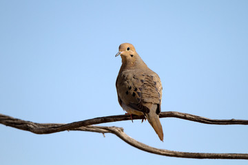 Mourning Dove on a forked branch in the Texas Panhandle