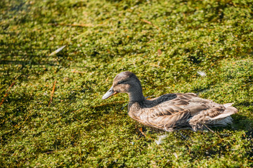 Wild duck floating in swamp.