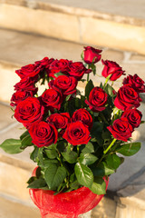 bouquet of blossoming dark red roses