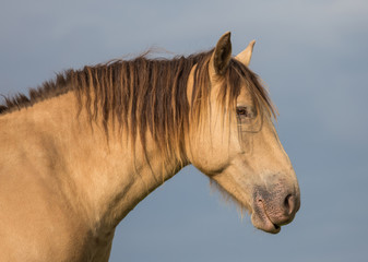 profil de cheval