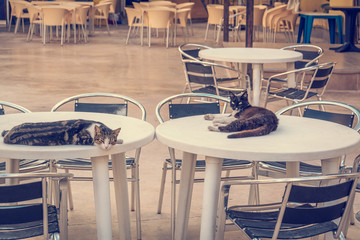 Cats on the tables in cafe