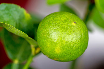 Green lemon on tree