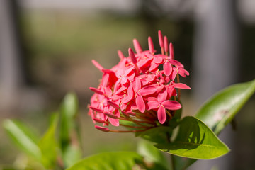 The Ixora in Red
