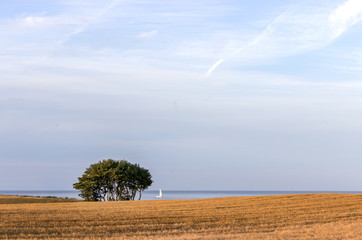 field of grain / Landscape with tree and field of grain  