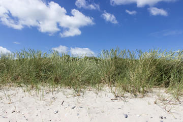 sandy beach / Beach grass on the sandy beach of the Baltic Sea