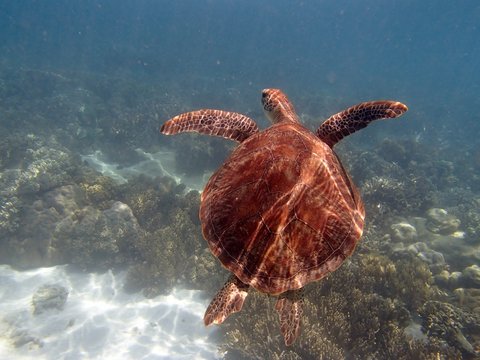 turtle in Ausralia