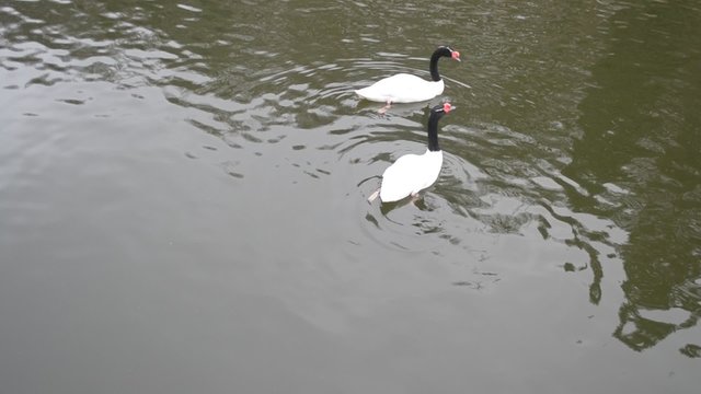 Two beautiful black necked swans in a pond. Cygnus melancoryphus