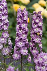 Naklejka premium Purple Delphinium Flower in Garden