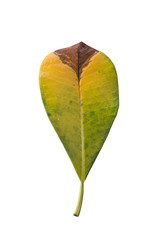 The leaf of Frangipani