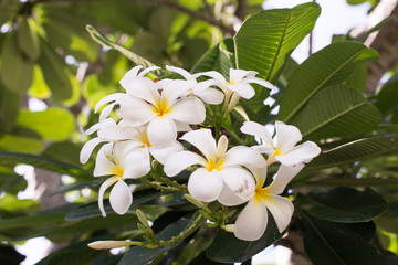 The white Frangipani