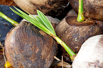 coconut seedlings ready for planting