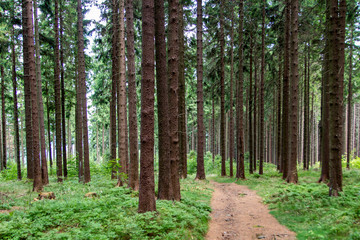 Trail in a forest