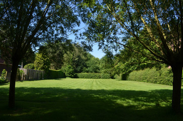 Mown lawn seen through knotted trees