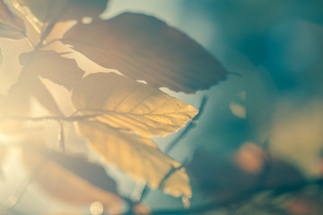 Autumn yellow leaves background, vintage style toned