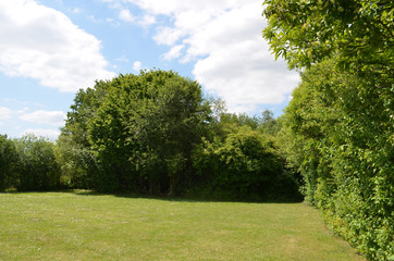 Lawn lined by green trees in summer
