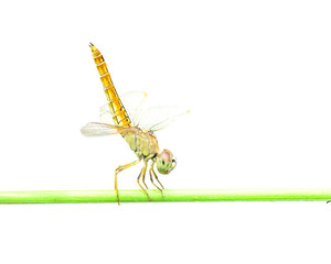 Dragonfly on white background.