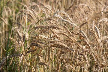 golden wheat in a farm field