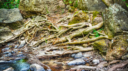 roots and rocks in Triulintas water fall
