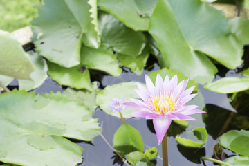 Lotus on the water. water lily