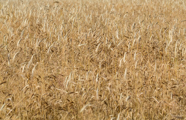 golden wheat in a farm field